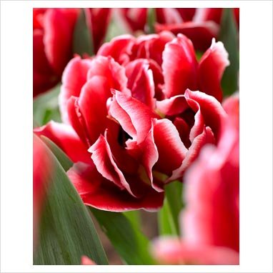 Tulipa double hative 'Willemsoord' PB 7